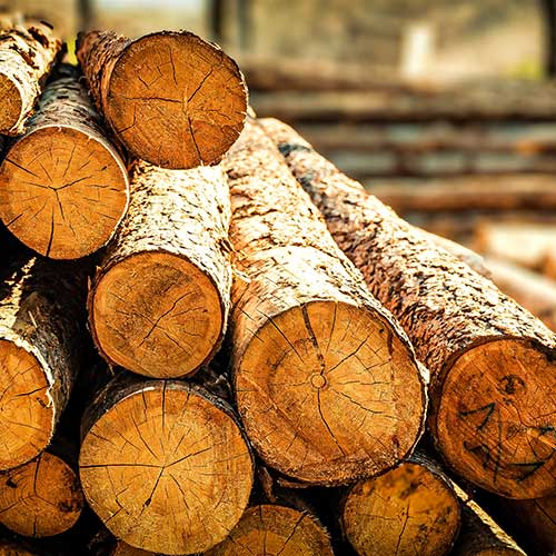 Pile of log spruce trunks